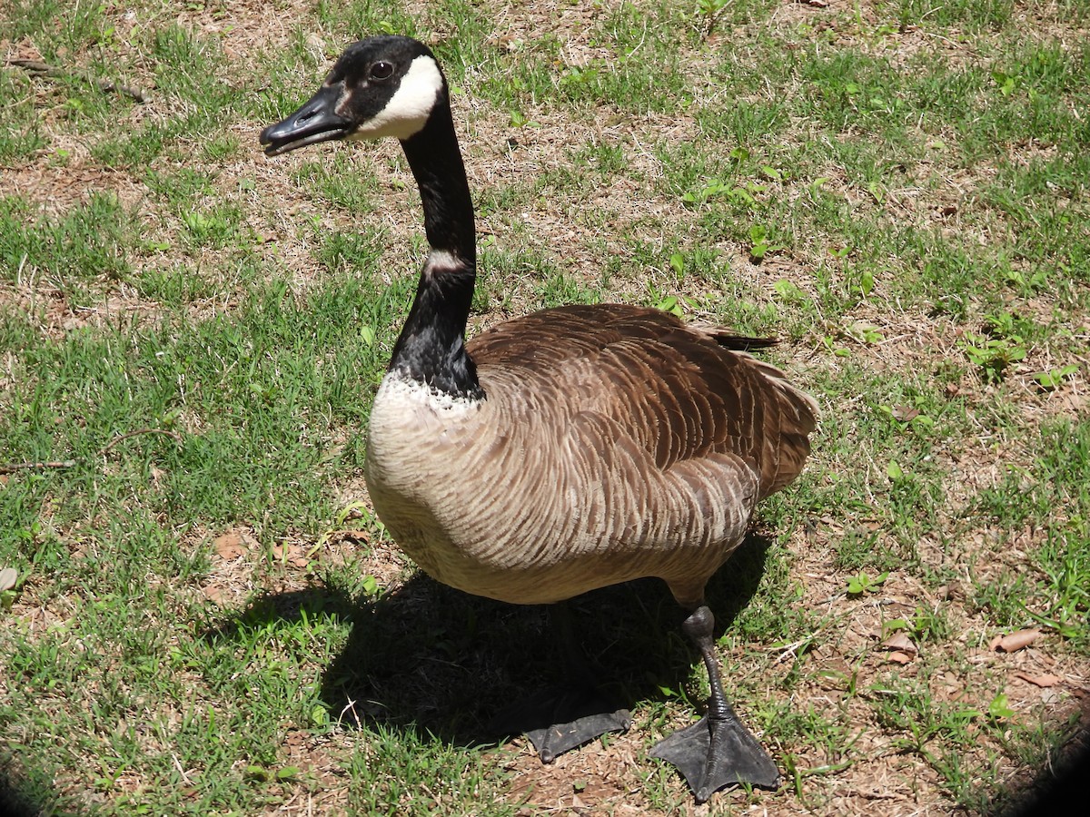 Canada Goose - ML634641725