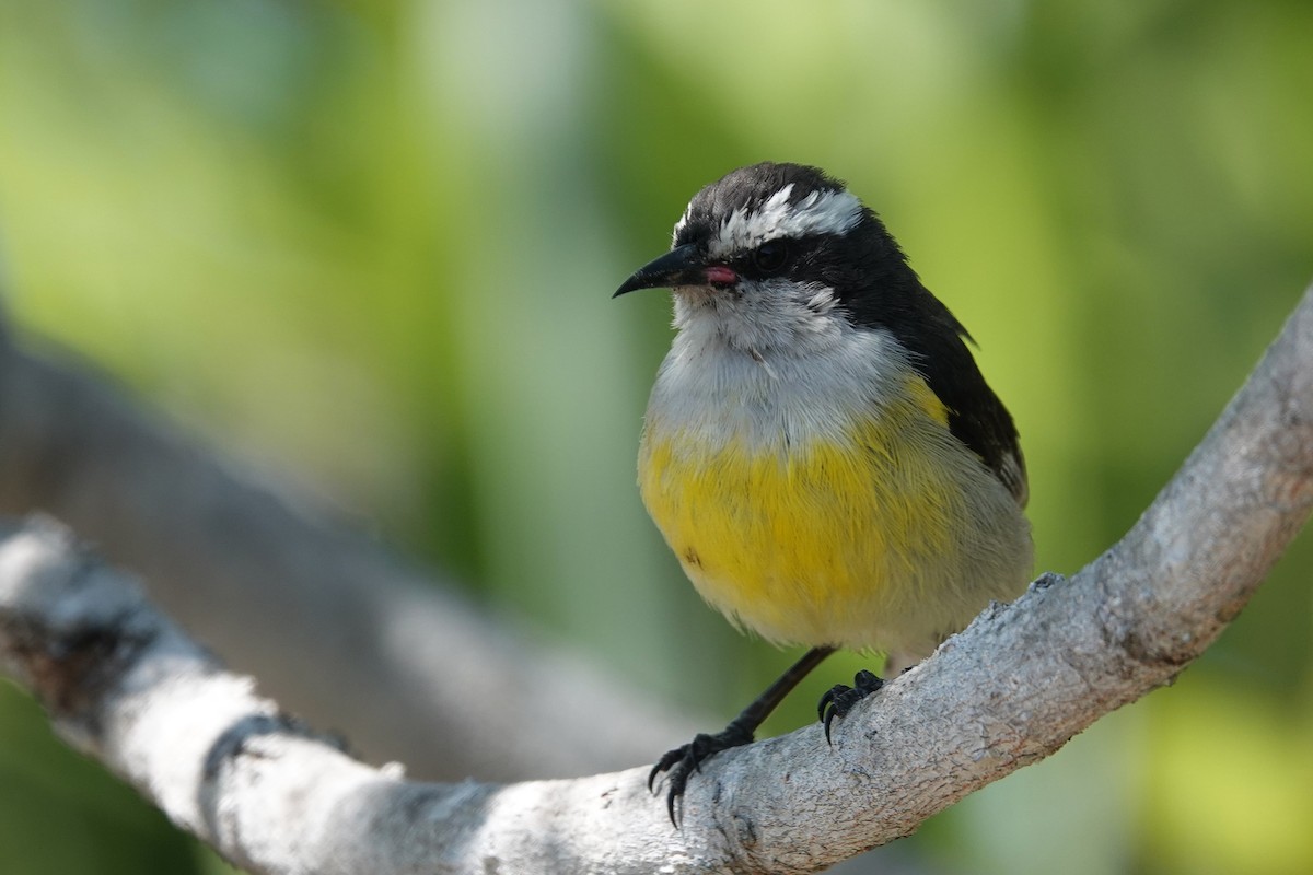 Sucrier à ventre jaune (bahamensis) - ML634641799