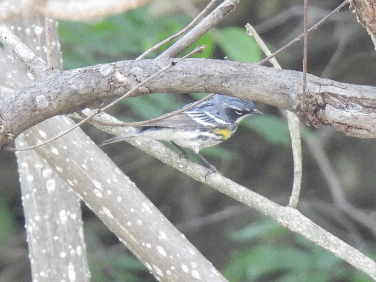 Yellow-rumped Warbler - ML634641886