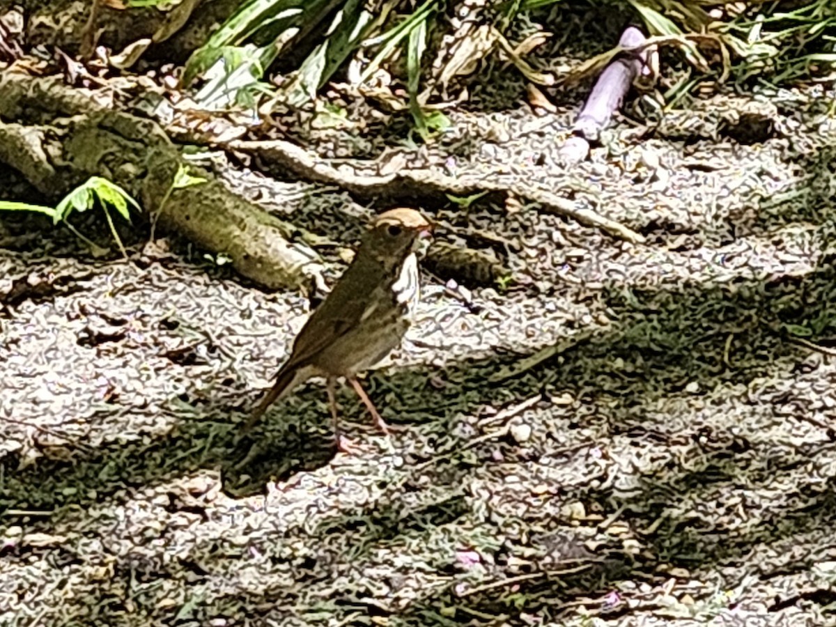 Ovenbird - ML634642019