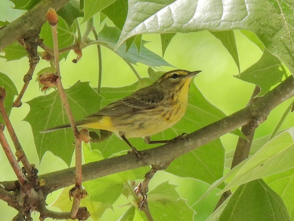 Palm Warbler - ML634642071