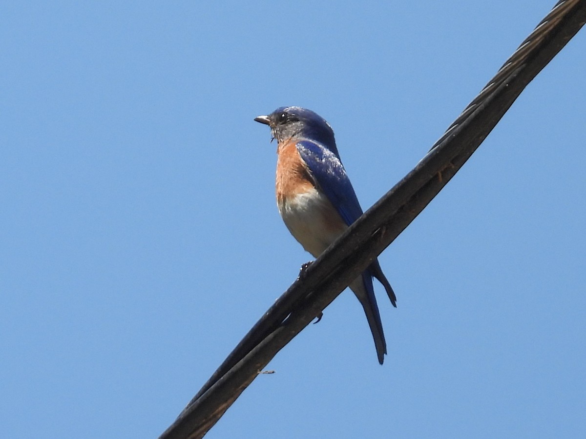 Eastern Bluebird - ML634642083