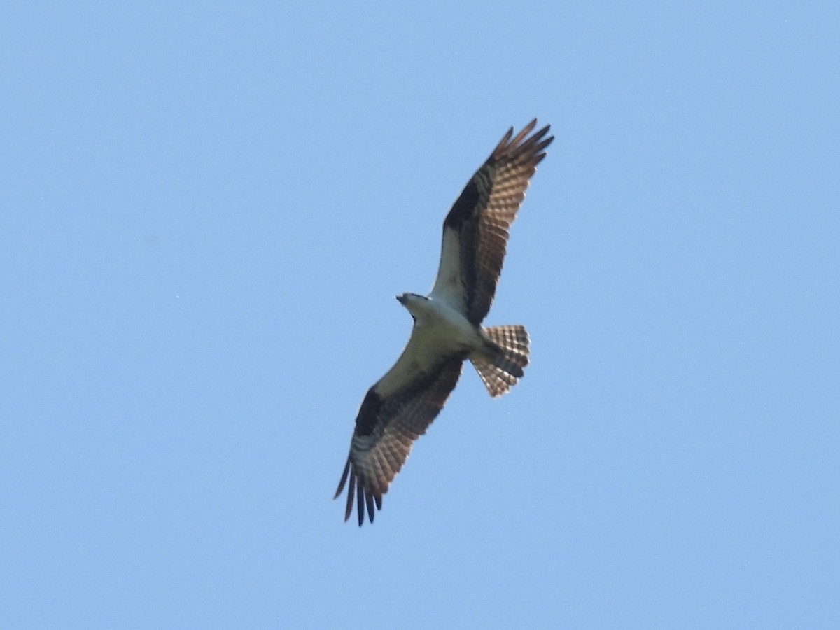 Osprey - ML634642164