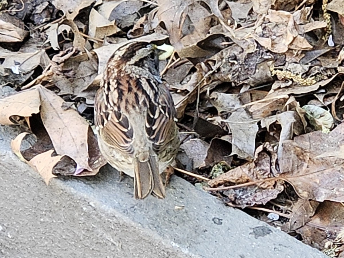 White-throated Sparrow - ML634642196