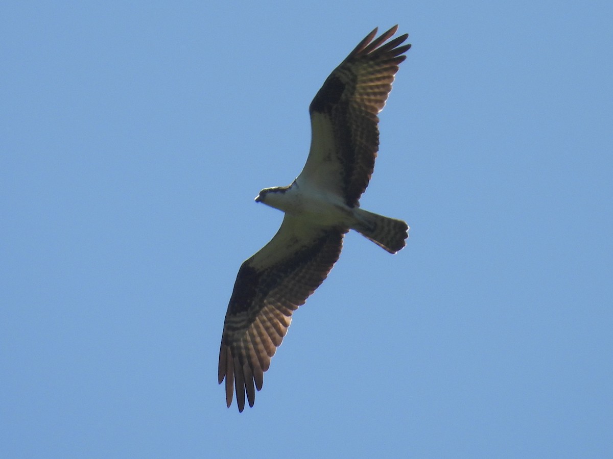 Osprey - ML634642207