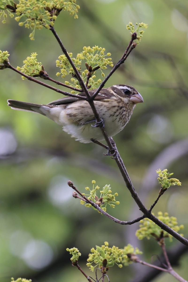 Rose-breasted Grosbeak - Sameer Ajmani