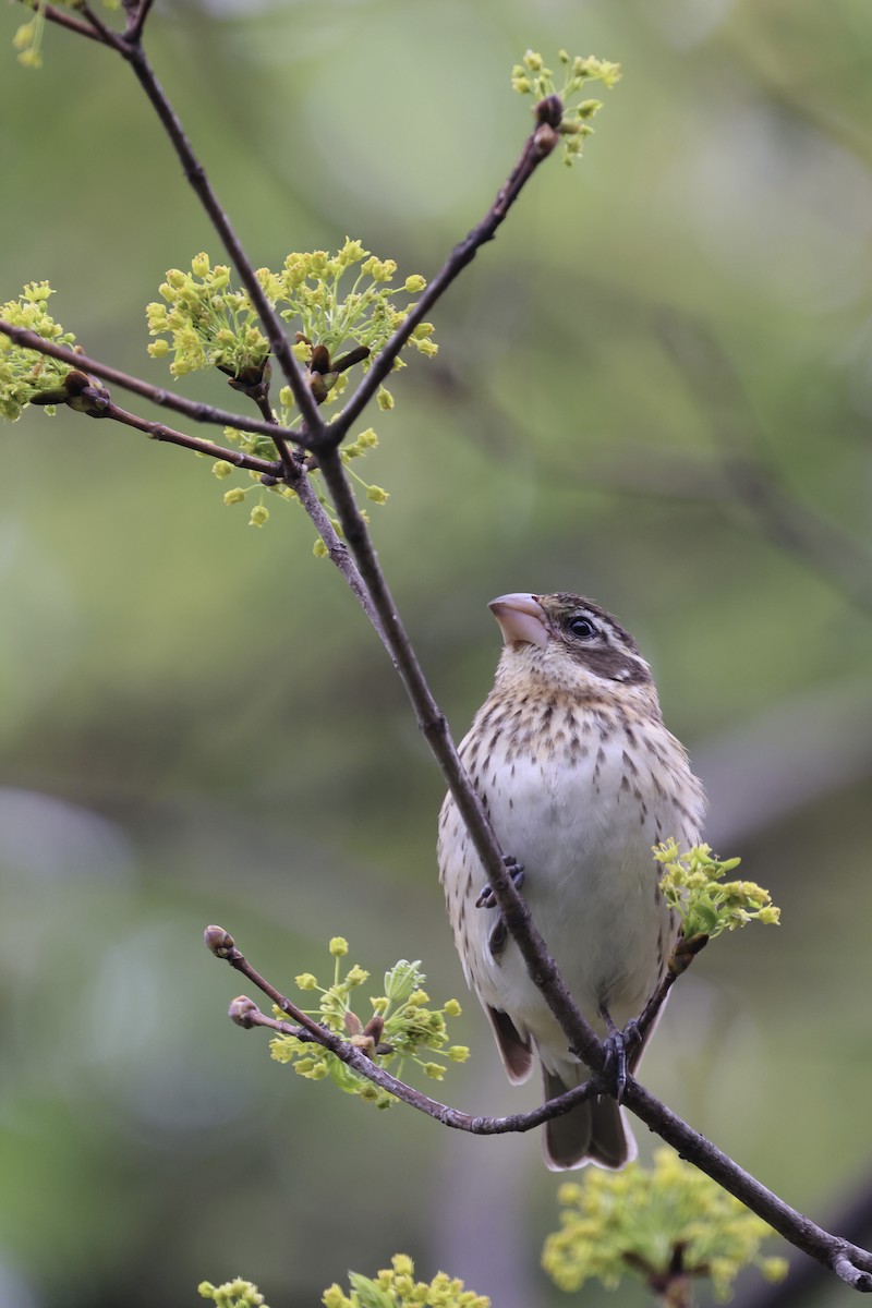 Rose-breasted Grosbeak - Sameer Ajmani