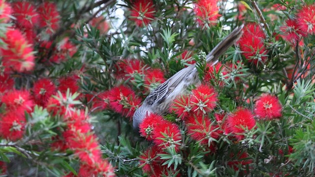 Red Wattlebird - ML634642274