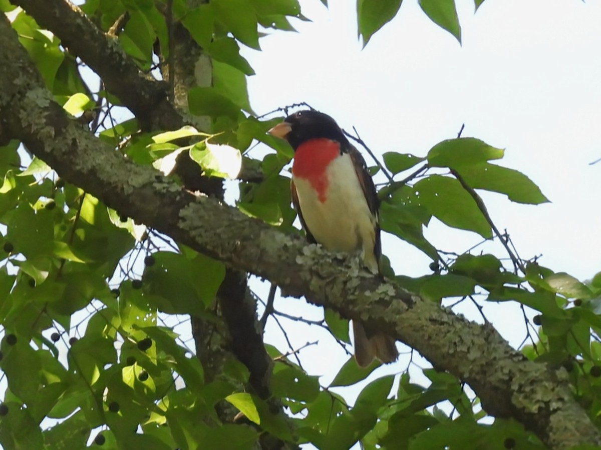 Rose-breasted Grosbeak - ML634642319