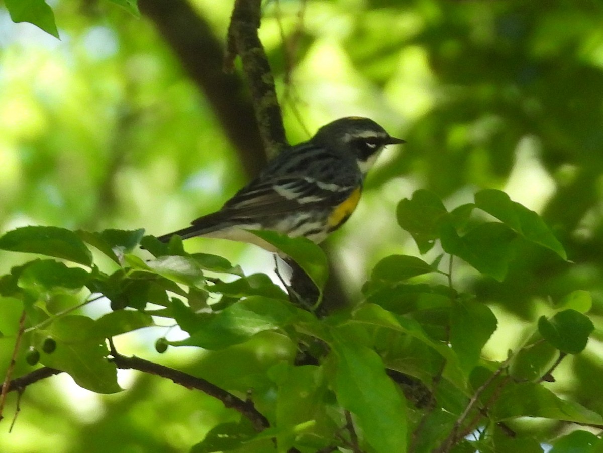 Yellow-rumped Warbler - ML634642402