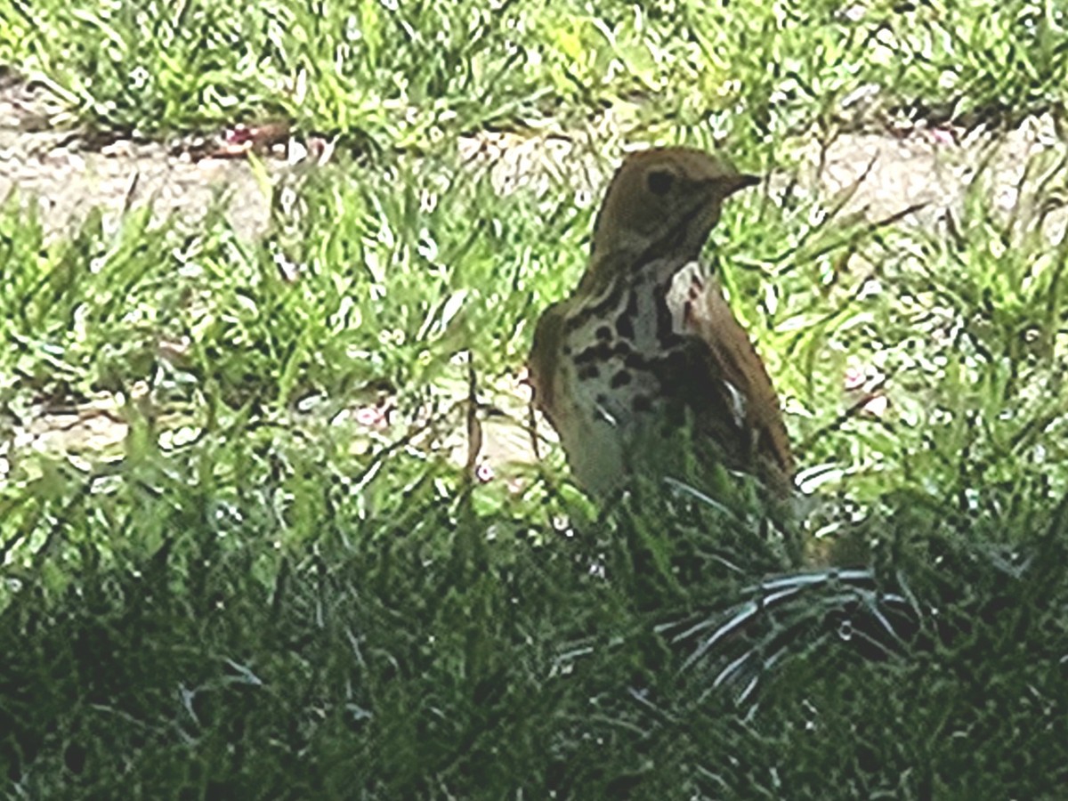 Hermit Thrush - ML634642410