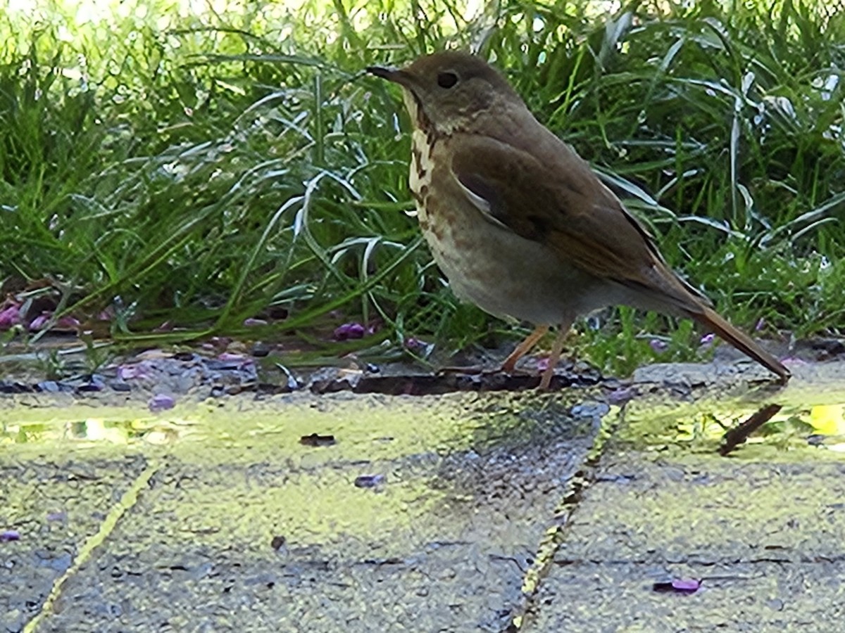 Hermit Thrush - ML634642411
