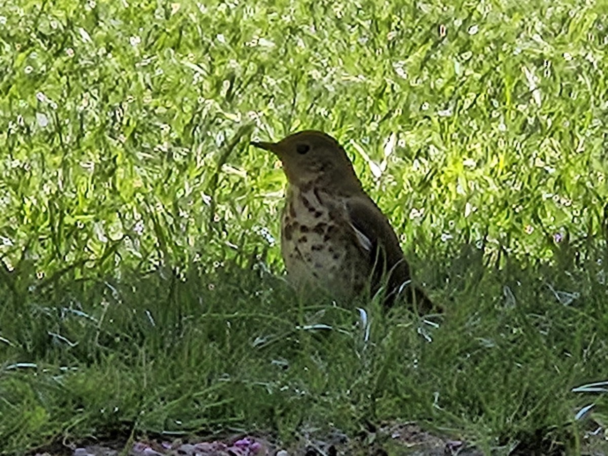Hermit Thrush - ML634642412