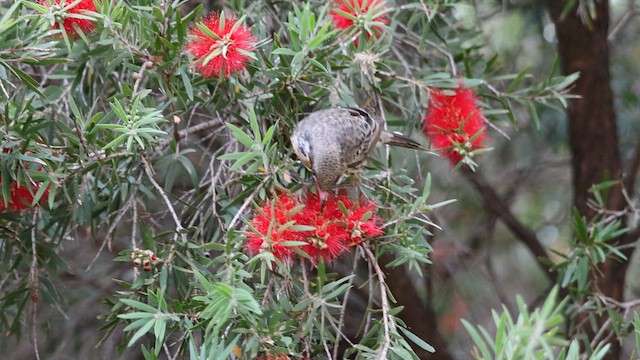 Spiny-cheeked Honeyeater - ML634642436