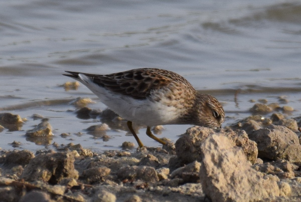 pygmésnipe - ML634642613