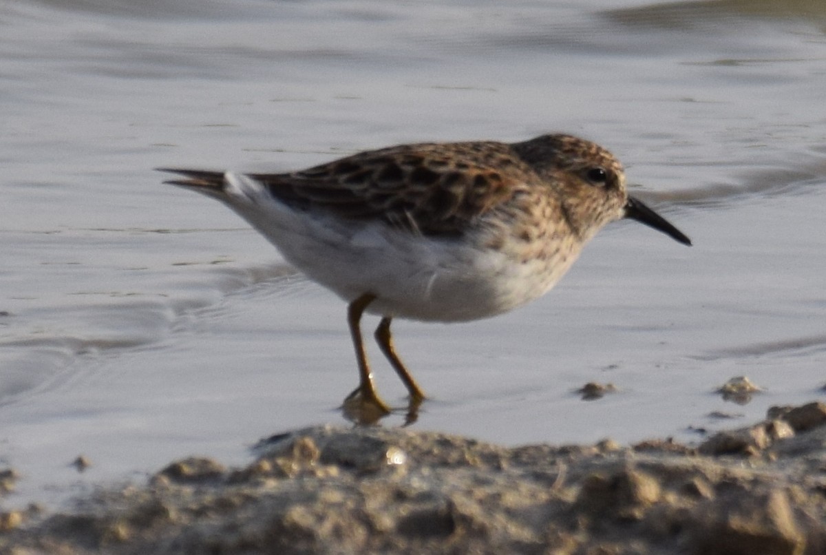 pygmésnipe - ML634642614