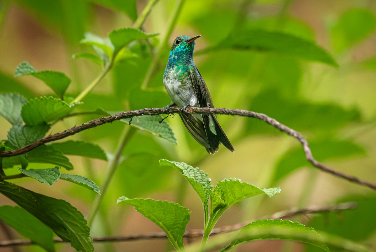 Mangrov Kolibri - ML634642642