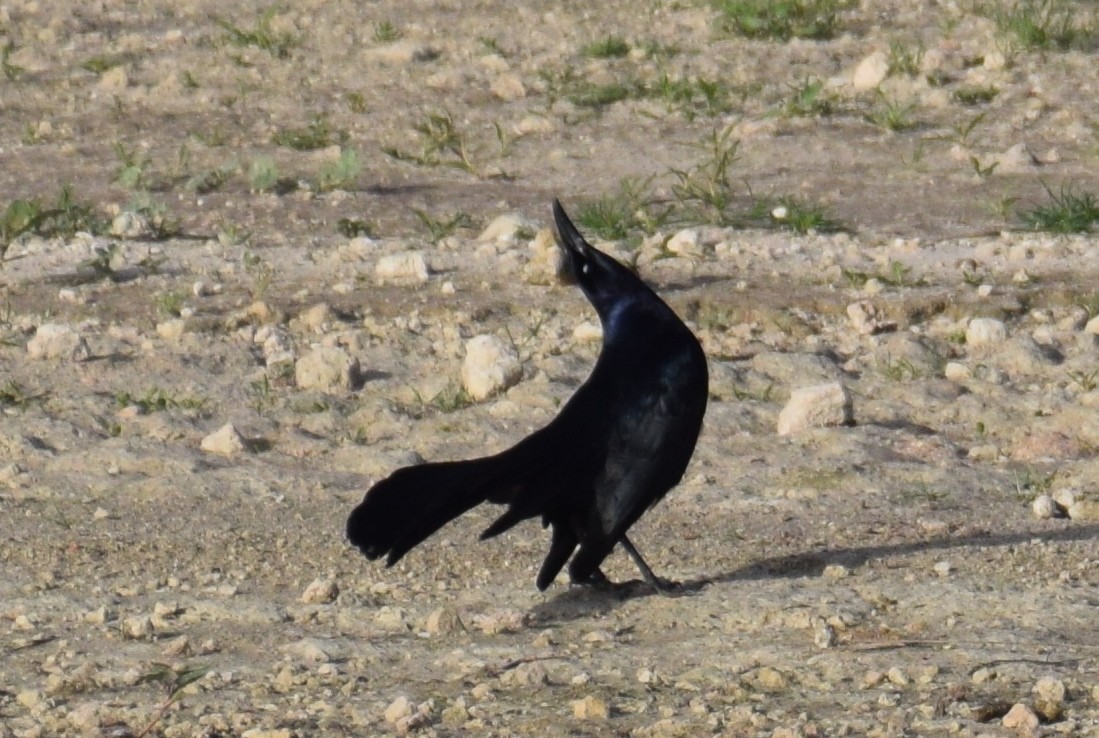 storhaletrupial - ML634642668