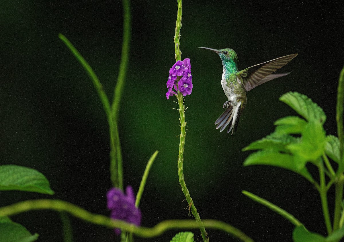 Mangrov Kolibri - ML634642686