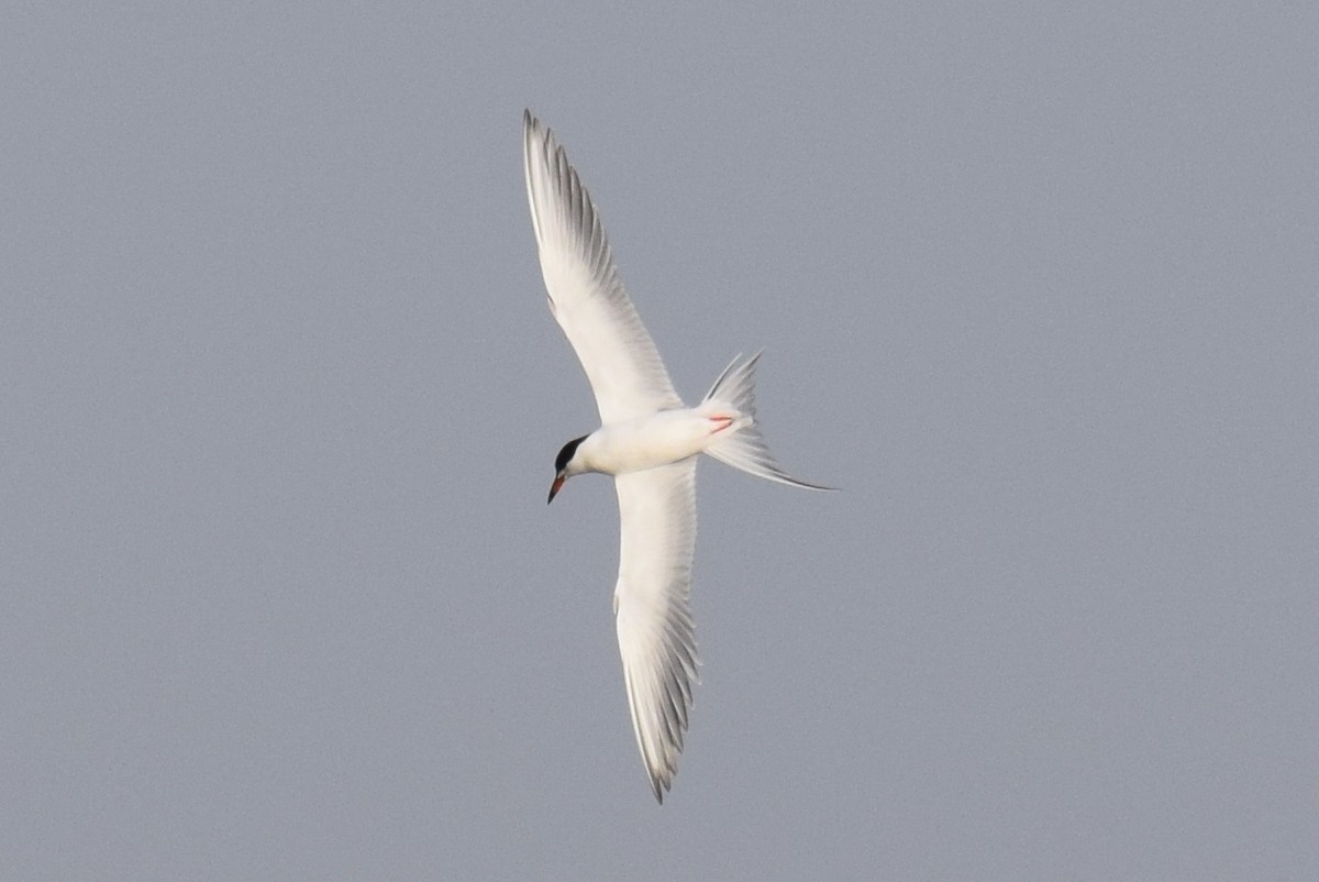 prærieterne - ML634642690