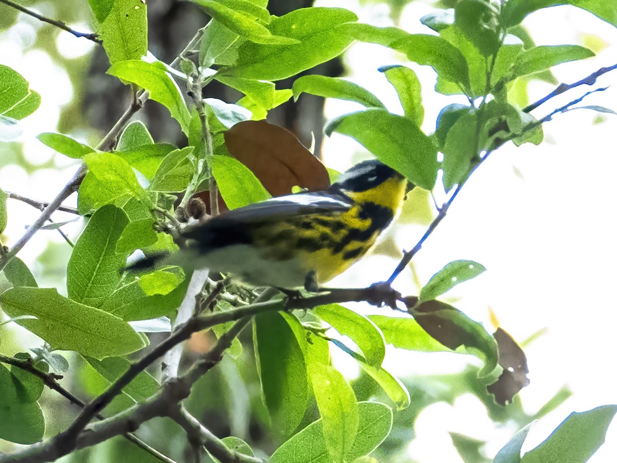 Magnolia Warbler - ML634642729