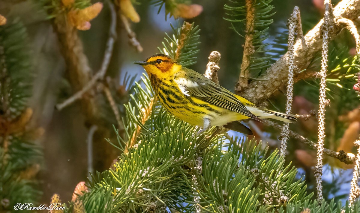 Cape May Warbler - ML634642754