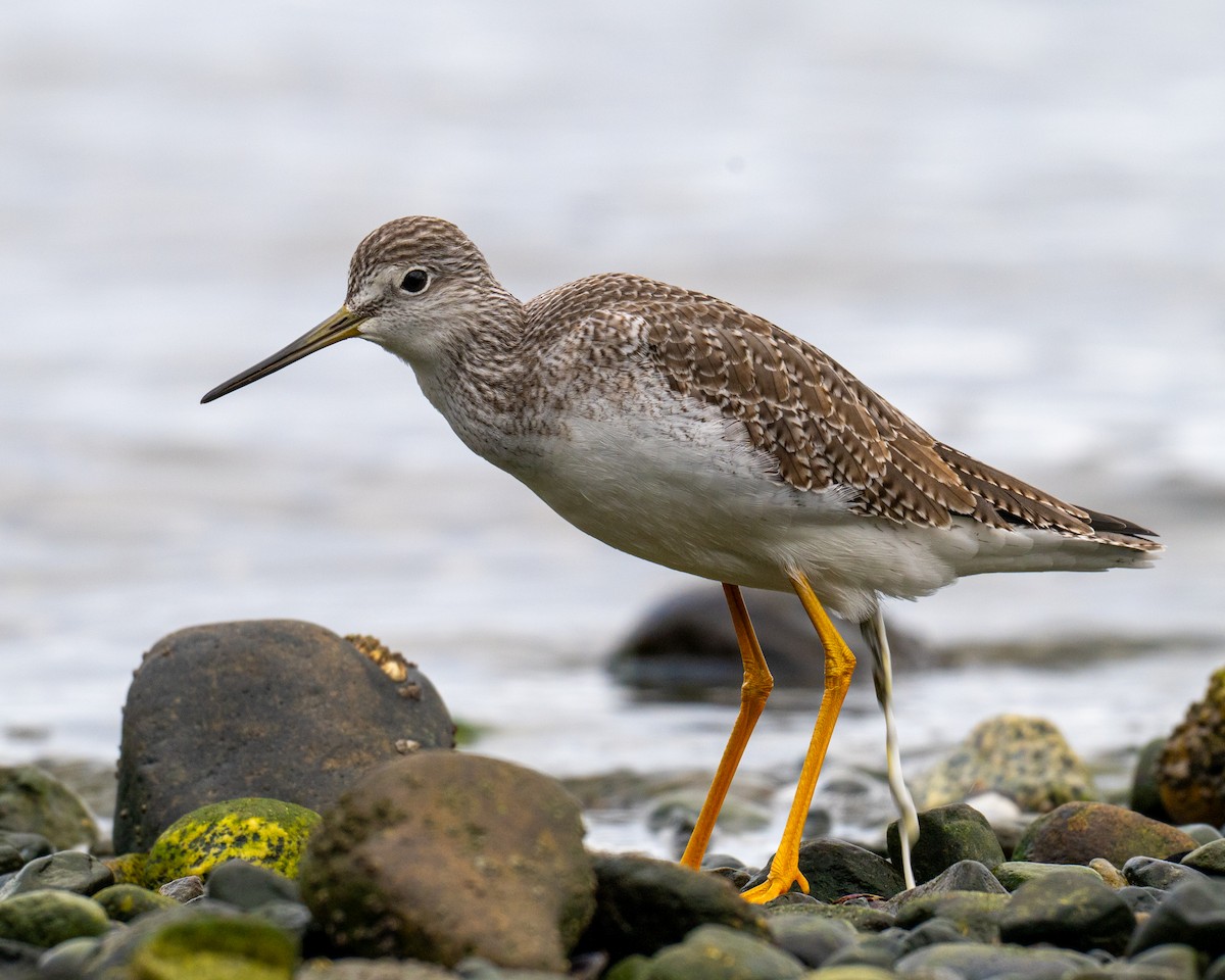 Tüpfelgelbschenkel - ML634642868