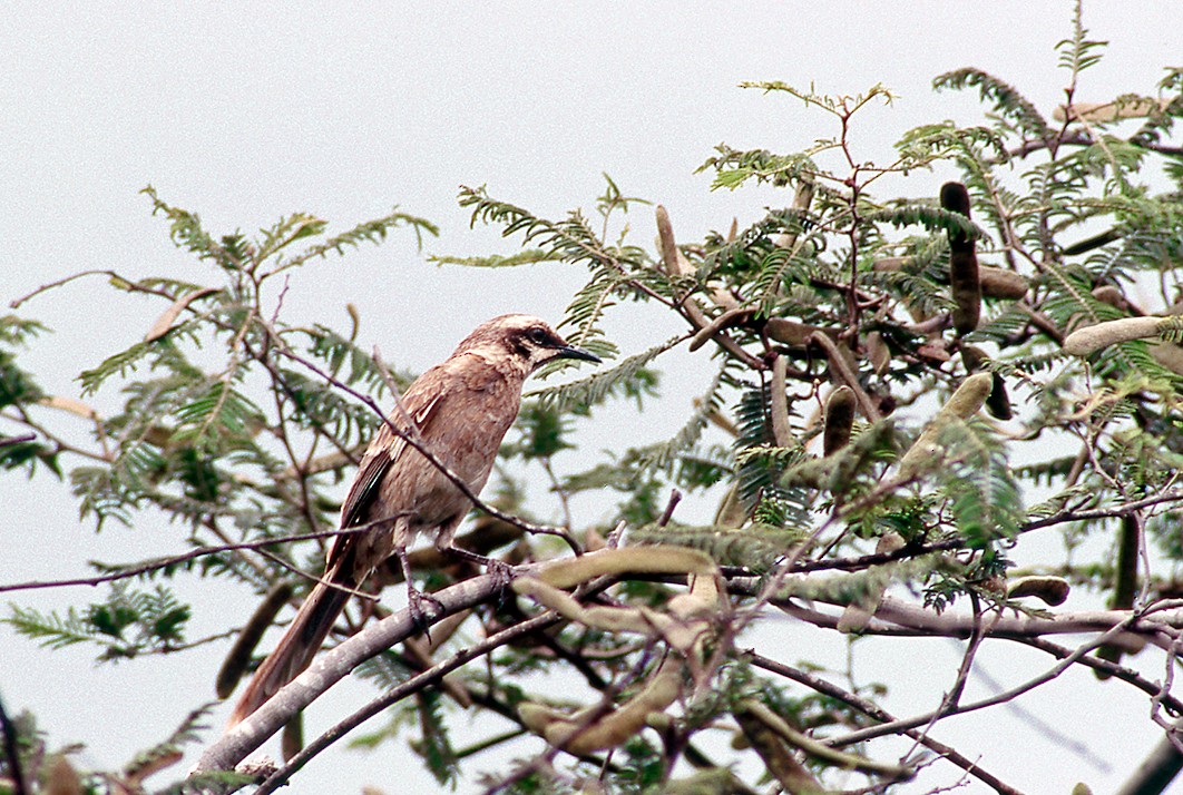 Long-tailed Mockingbird - ML634642897