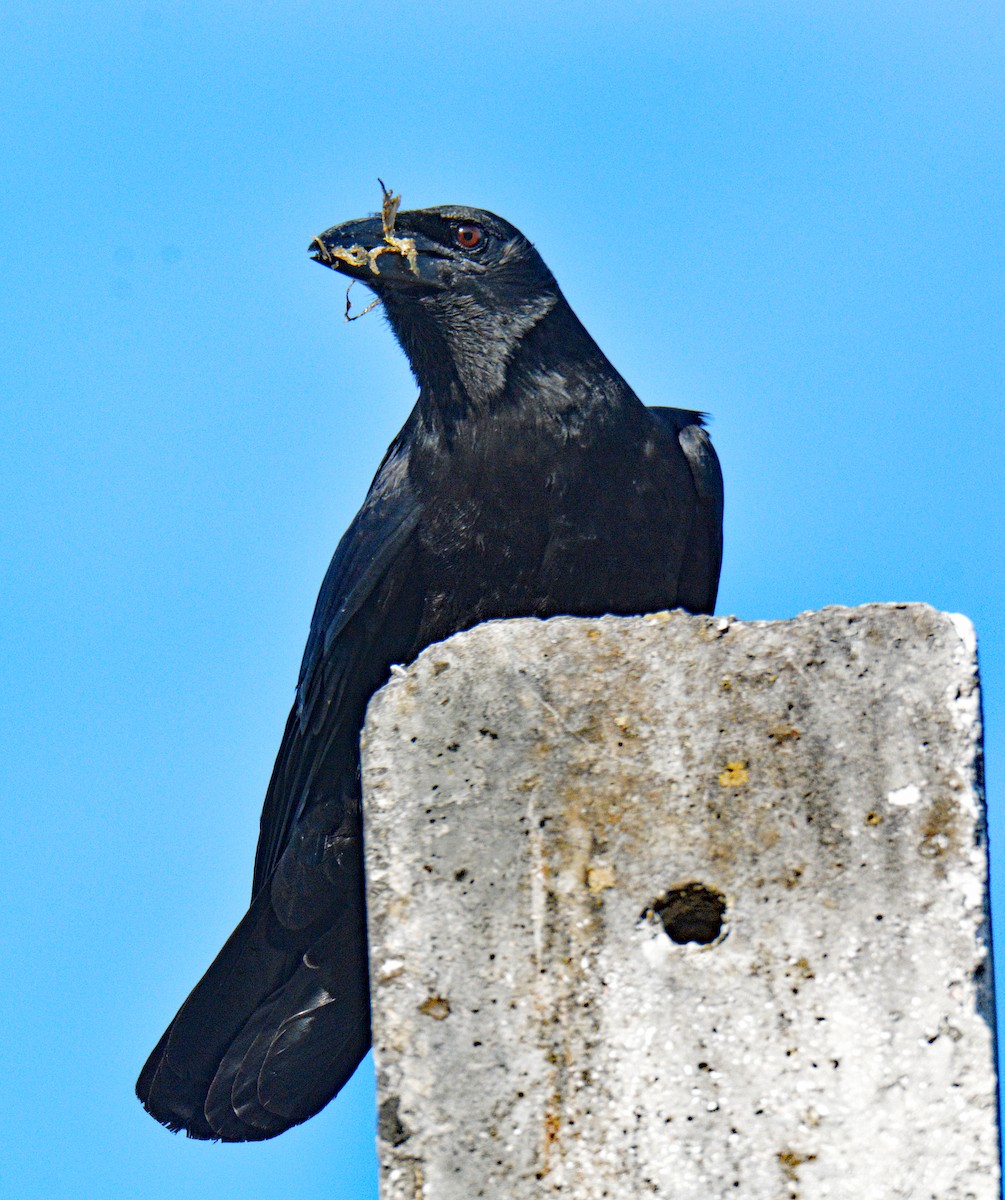 Cuban Crow - ML634642951