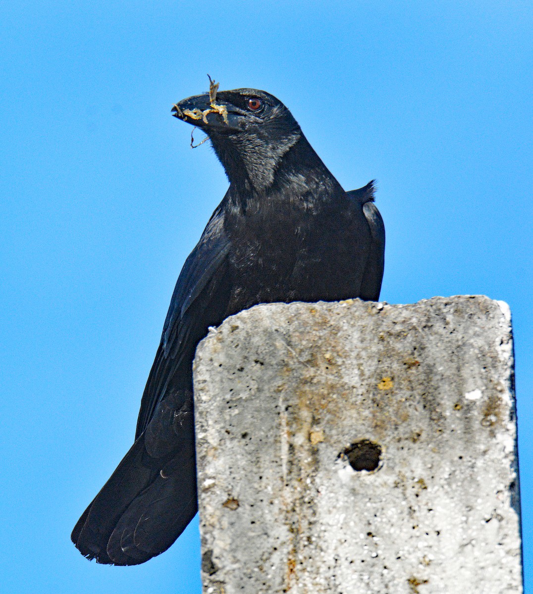 Cuban Crow - ML634642952