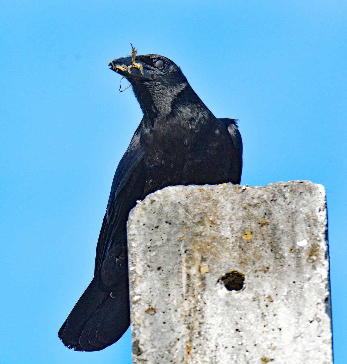 Cuban Crow - ML634642953