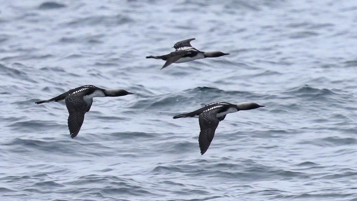 Pacific Loon - ML634643083