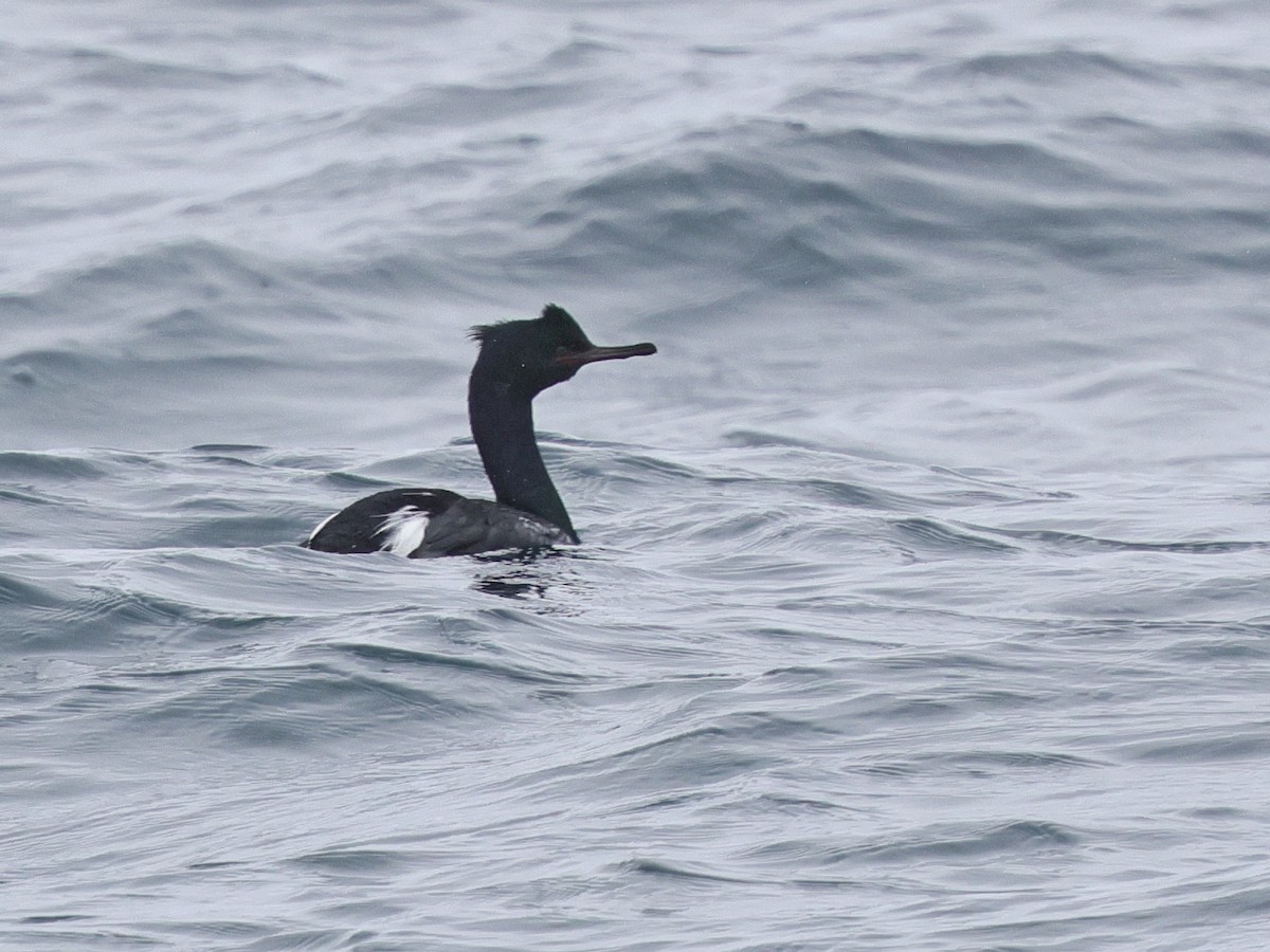 Pelagic Cormorant - ML634643192