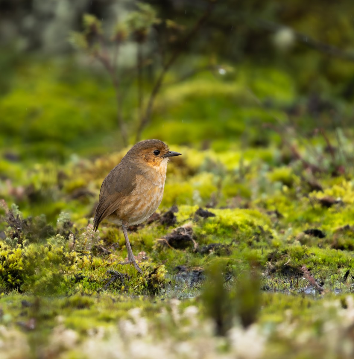 Boyaca Antpitta - ML634643338