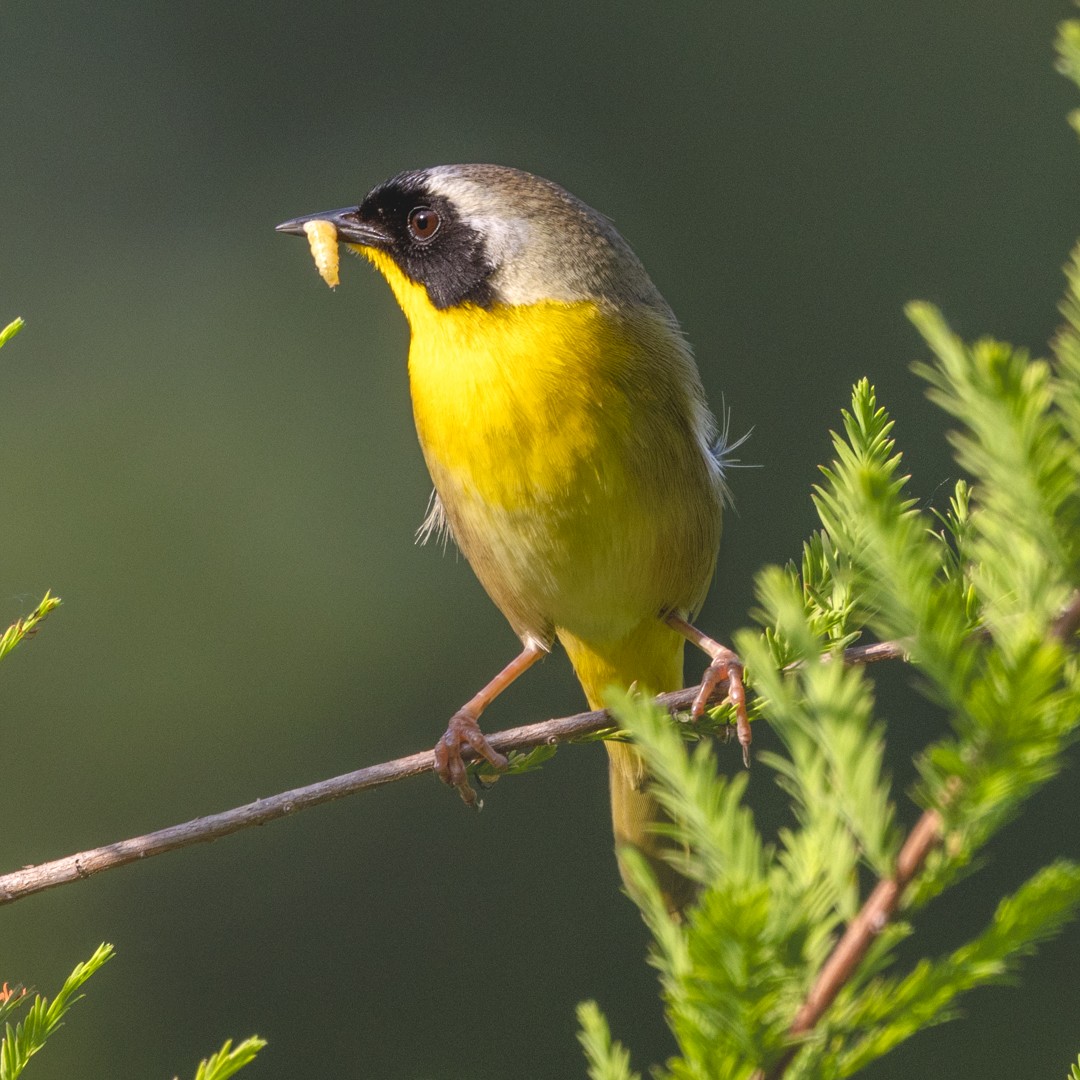 Common Yellowthroat - ML634643482