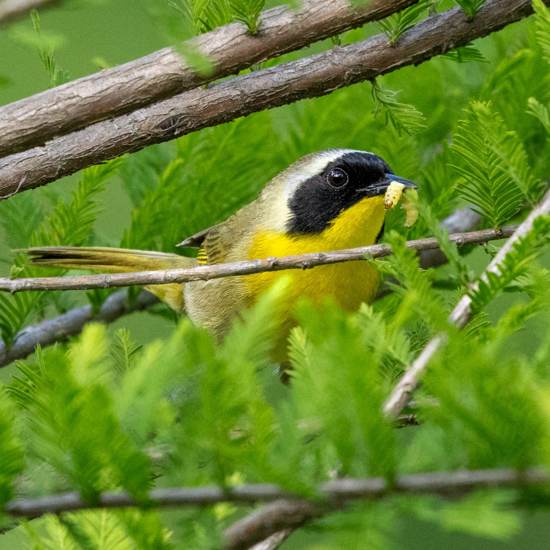Common Yellowthroat - ML634643483