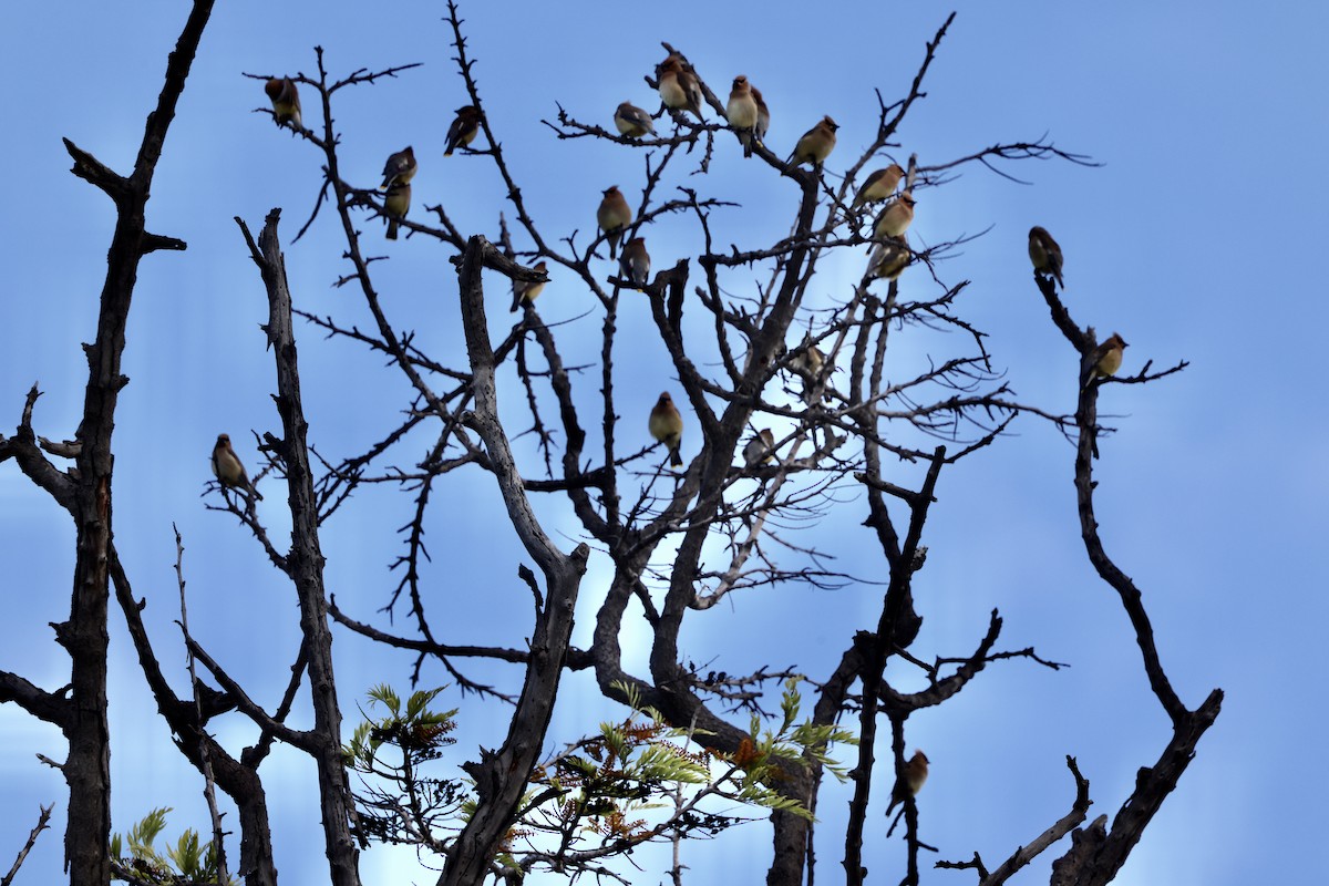 Cedar Waxwing - ML634643657