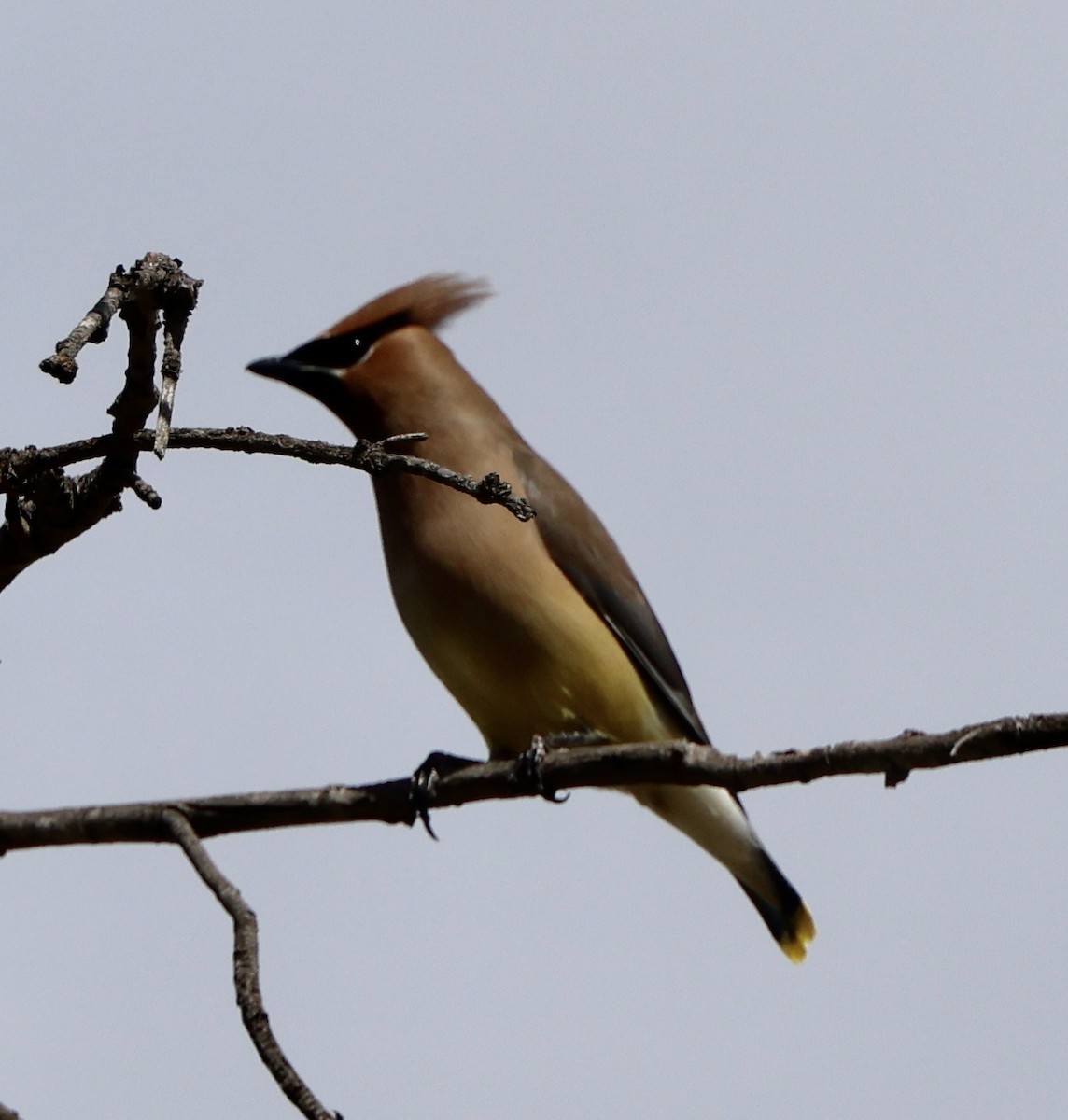 Cedar Waxwing - ML634643678