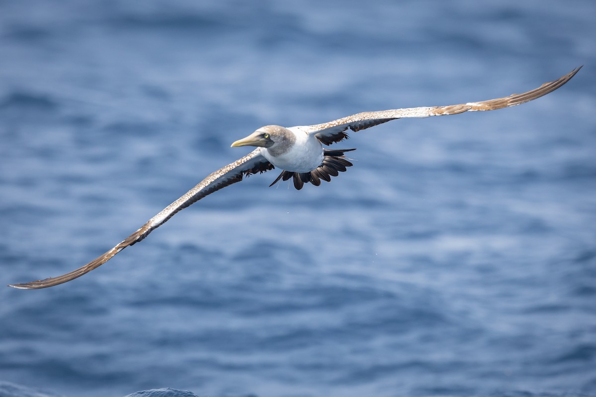Nazca Booby - ML634643680