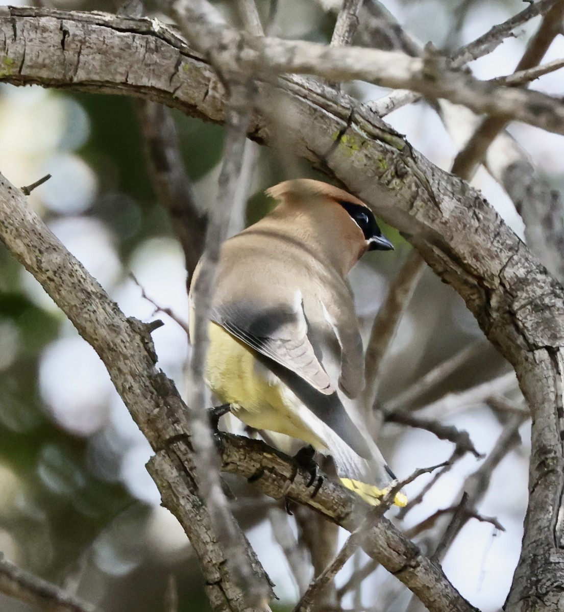 Cedar Waxwing - ML634643717