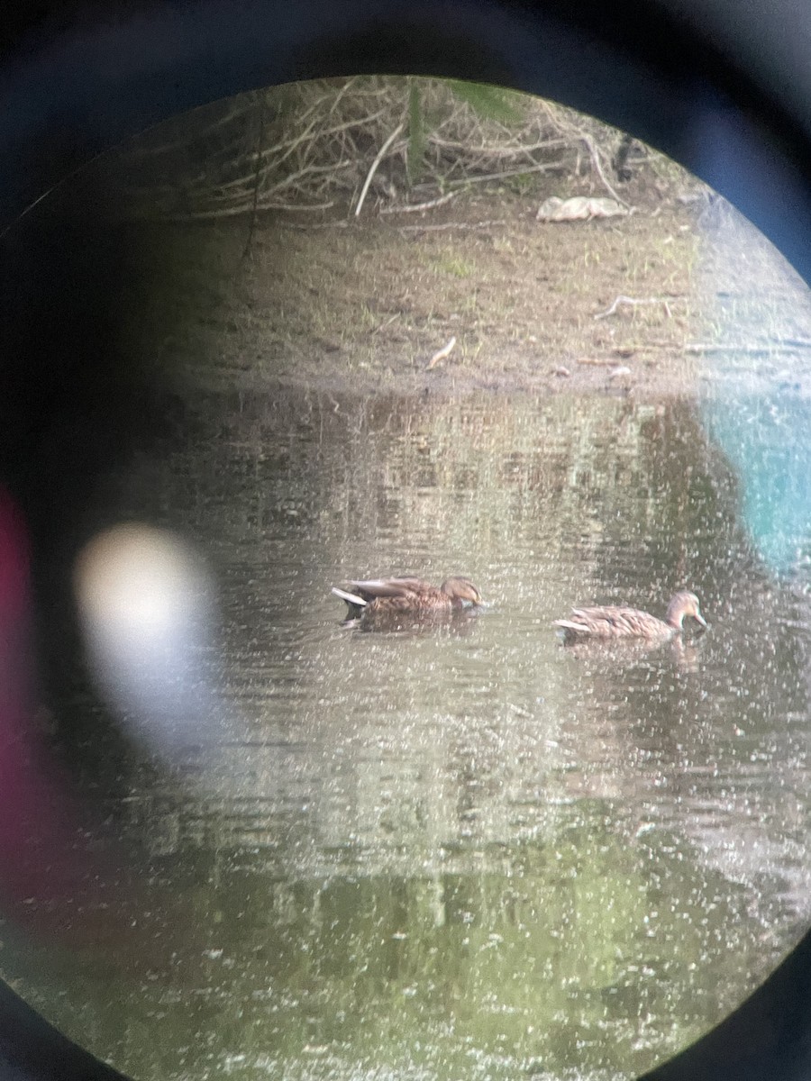 Mallard x Mexican Duck (hybrid) - ML634643754