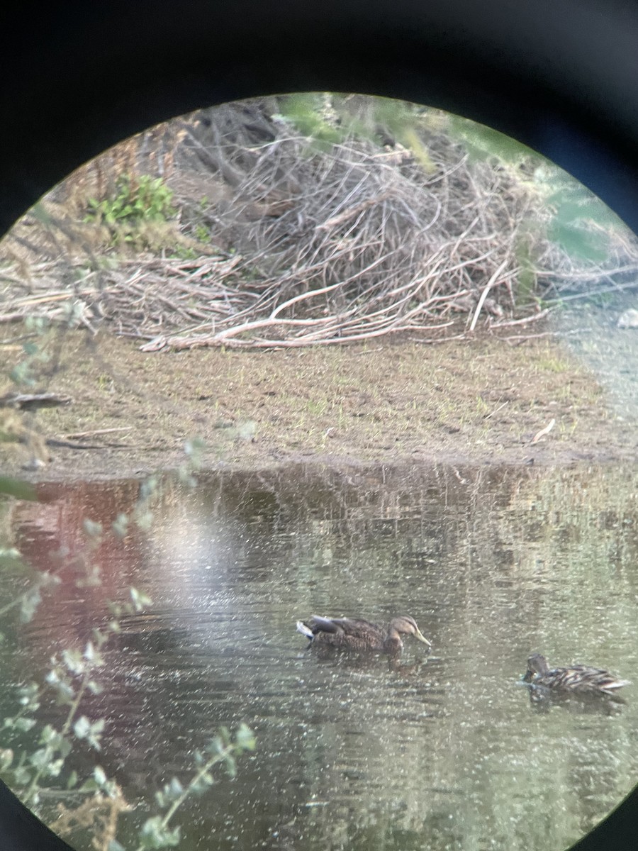 Mallard x Mexican Duck (hybrid) - ML634643755