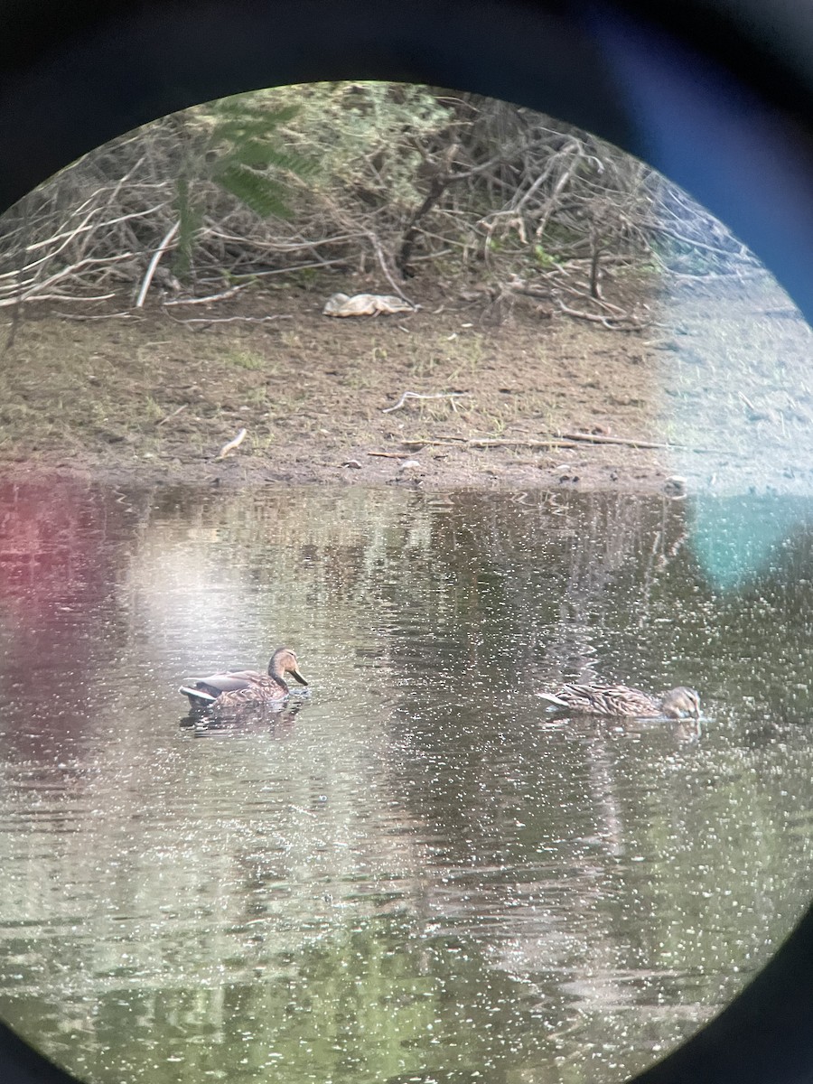 Mallard x Mexican Duck (hybrid) - ML634643758