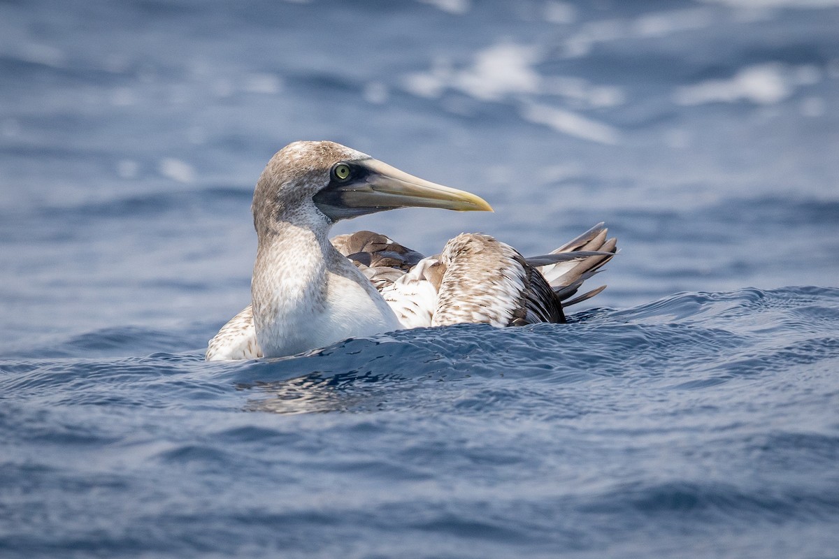 Nazca Booby - ML634643759