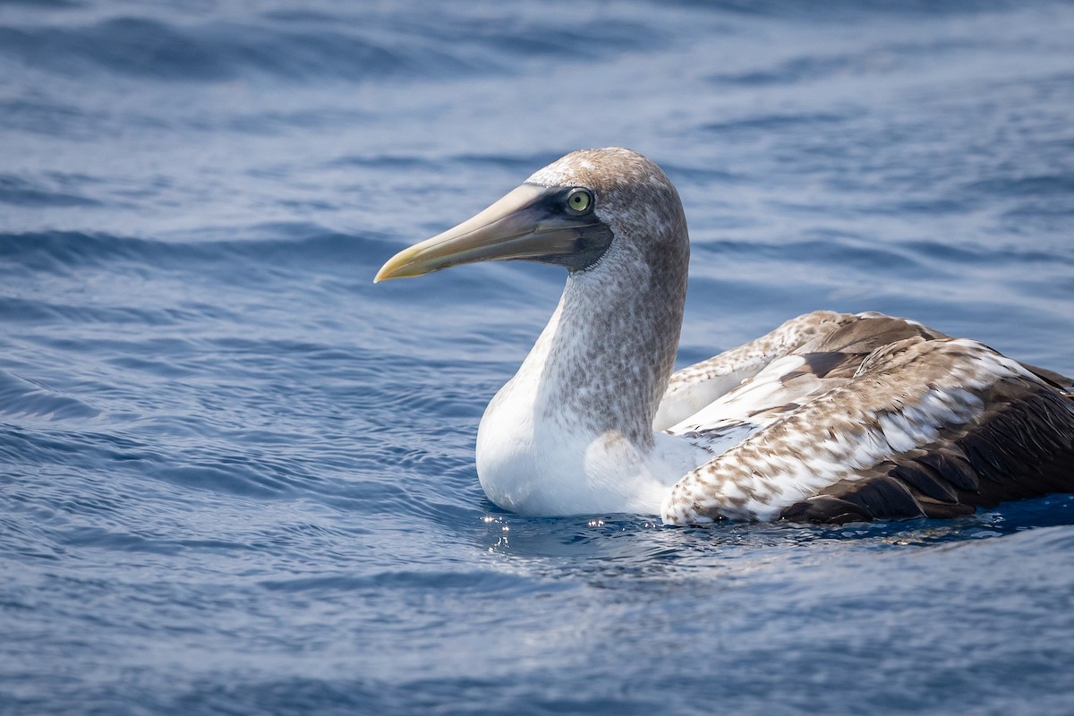 Nazca Booby - ML634643760