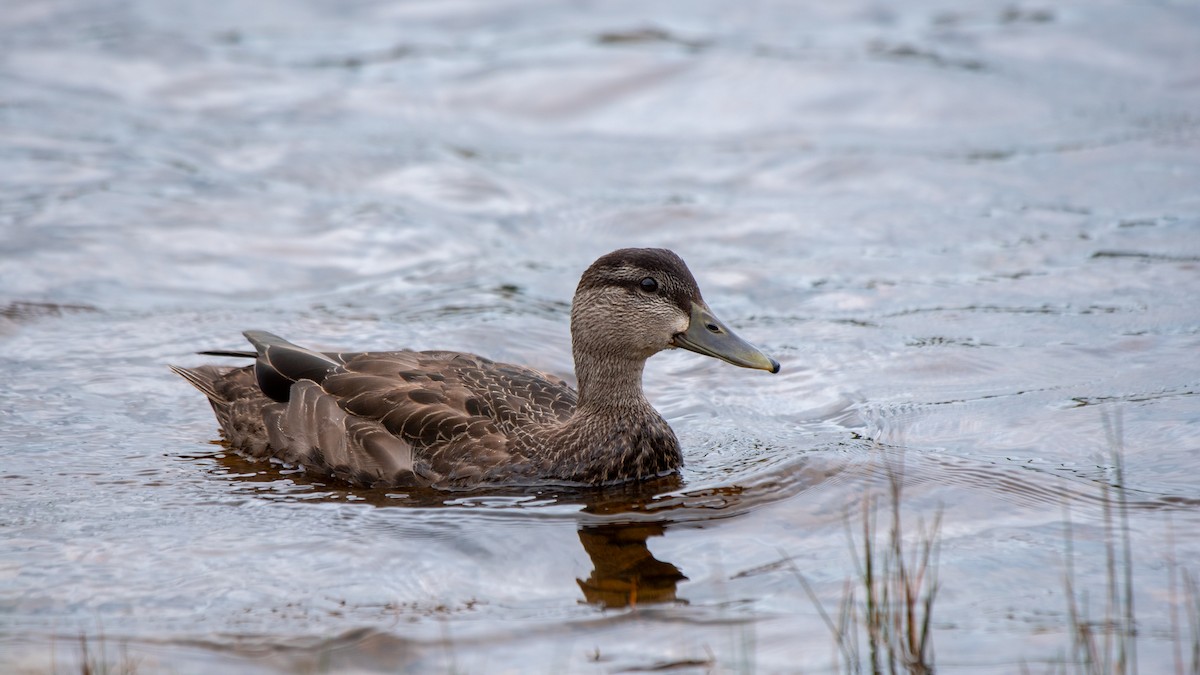 Dunkelente - ML634643803