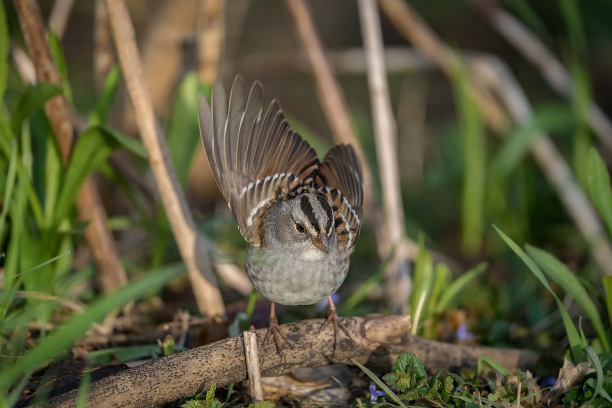 White-crowned x White-throated Sparrow (hybrid) - ML634643808