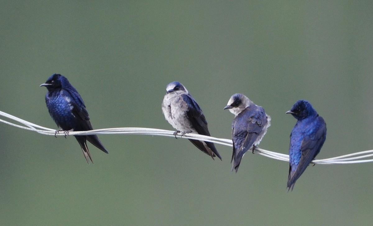 Purple Martin - ML634643813