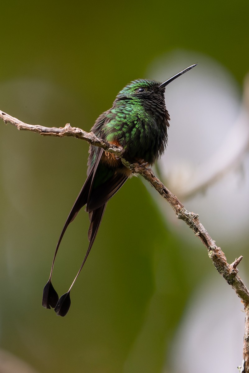 Rufous-booted Racket-tail - ML634644013