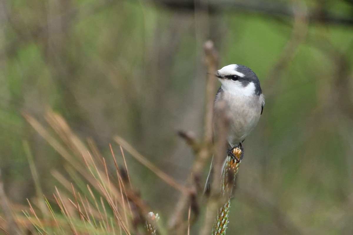 Brown-rumped Minivet - ML634644089